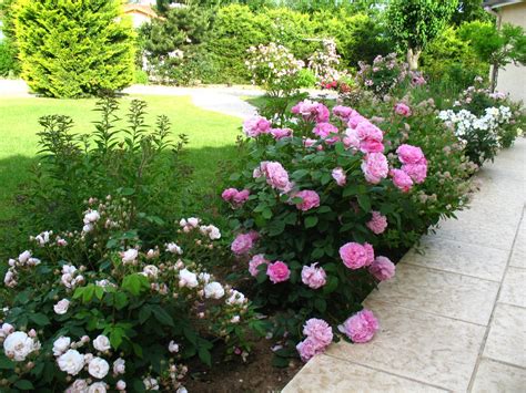 Roses Du Jardin Chêneland Rosier Mary Rose