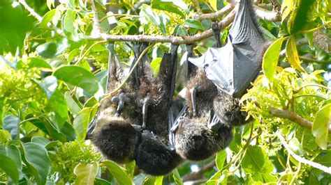 Turns Out Flying Foxes Have Polyamorous Bisexual Orgies For Hours Star Observer