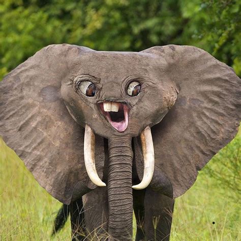 funny elephant face