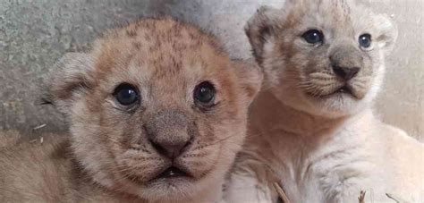 Roar Some News Two African Lion Cubs Born Woburn Safari Park