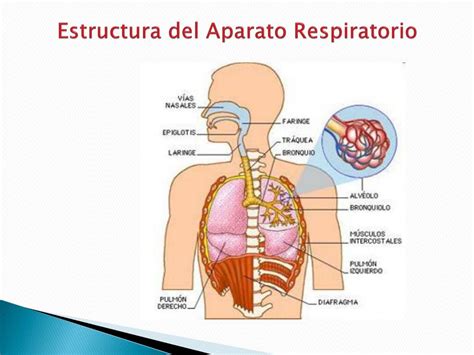 Estructura Del Aparato Respiratorio
