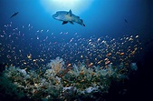 Unsere Ozeane - Die komplette Serie Kritik zur faszinierenden ...