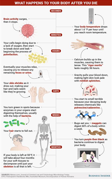 What Happens To Your Body After You Die Sciencealert