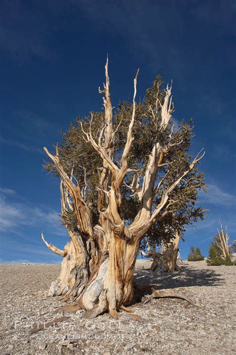 Bristlecone Pine Pinus Longaeva White Mountains Inyo National Forest