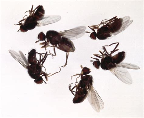 As you also know, fruit flies are also called vinegar flies. Reduced insulin signaling maintains electrical ...