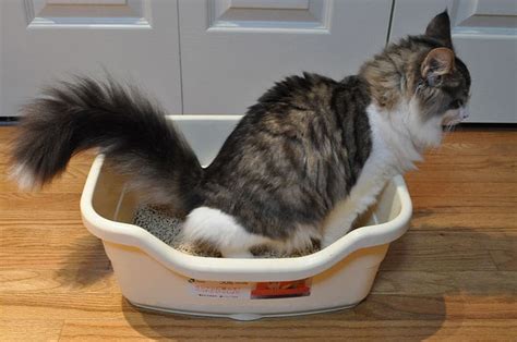 Cat Not Peeing As Much In The Litter Box Reasons And What To Do To Help Your Cat Urinate
