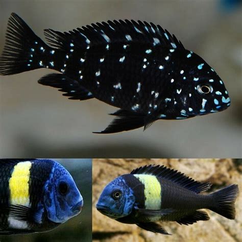 African Cichlid Tanganyikan Calvus Cichlid Altolamprologus Calvus