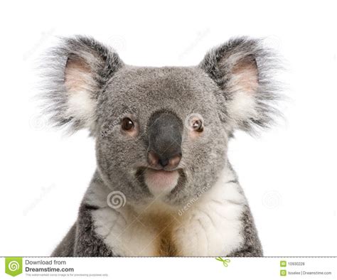 Koala Bear Close Up Againts White Background Royalty Free Stock Photos Image 10930228