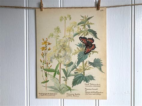 Butterfly And Nettle Illustration Vintage Botanical Print Book Etsy