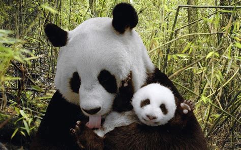 Cute Baby Pandas Desktop Wallpapers Top Free Cute Baby Pandas Desktop