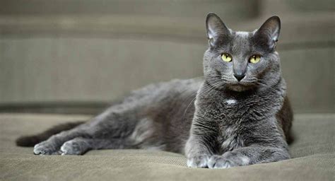 Gray Cat Breeds 15 Blue Cats That Youll Fall In Love With