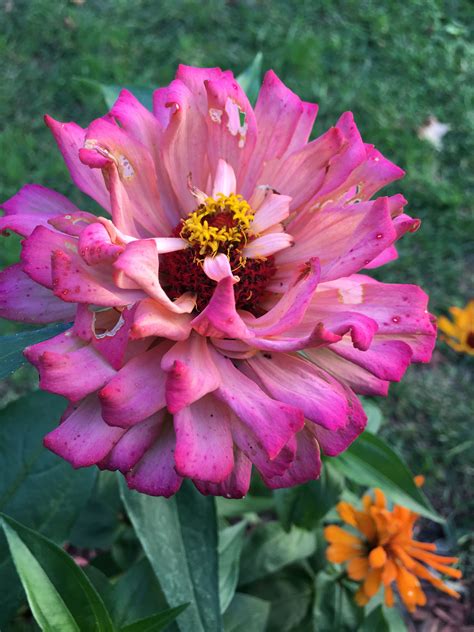 Zinnia Fading At Summers End But Still Beautiful2017 Growing