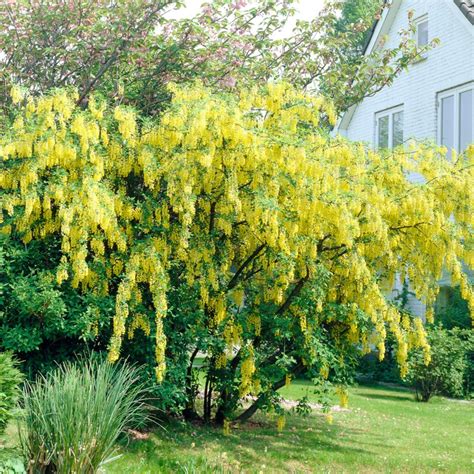 Golden Rain Tree Laburnum Watereri Vossii Roots Plants