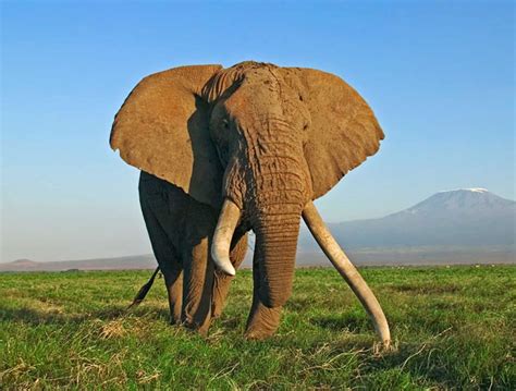 Afrikanischer Savannenelefant Wwf Österreich