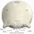 Frontal bone. Anterior view | Anatomy bones, Skull anatomy, Medical anatomy