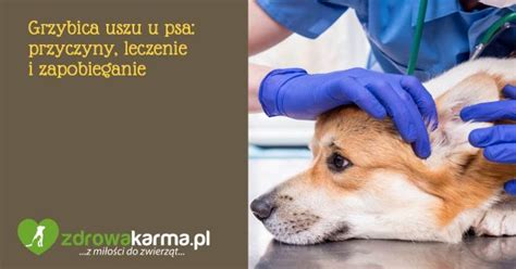 Grzybica Uszu U Psa Przyczyny Leczenie I Zapobieganie Zdrowakarma Pl Karmy Dla Psa I Kota