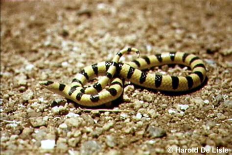 Mohave Shovel Nosed Snake Chionactis Occipitalis Occipitalis