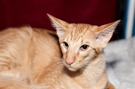 Javanese Cat Breed Origin Character Care Health