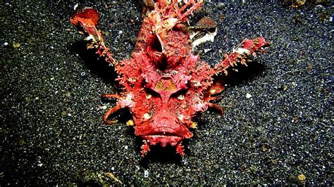 Giant Devil Scorpion Fish Indonesia Youtube