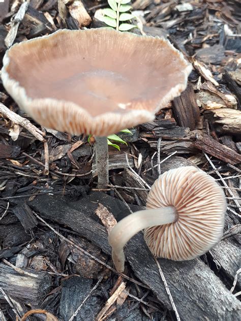 Possible wavy cap, or look alike? Any info appreciated, found in bark