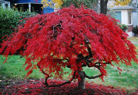 Trees For Great Autumn Colour Countrylife Blog