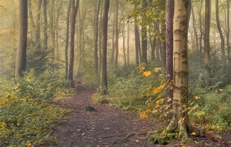 Wallpaper Autumn Forest Trees Fog Track Haze Path Images For
