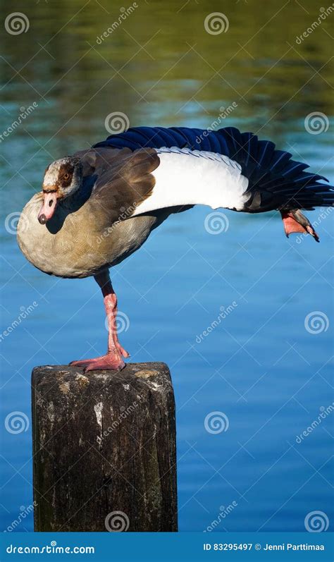 Yoga Duck Stock Image Image Of Aquatic Nature Water 83295497