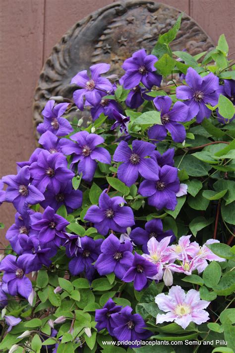How to plant clematis in containers. clematis‬ Semu success is obtained with this ‪#‎Kivisitik ...