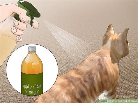 Talk with your vet about the best method for removing fleas in terms of your particular kind of cat. How Can I Get Rid Of Fleas On My Cat - CatWalls