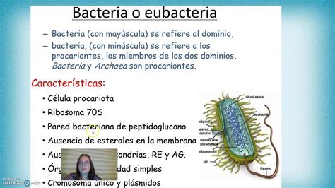 Categorías taxonómicas y generalidades de las bacterias YouTube