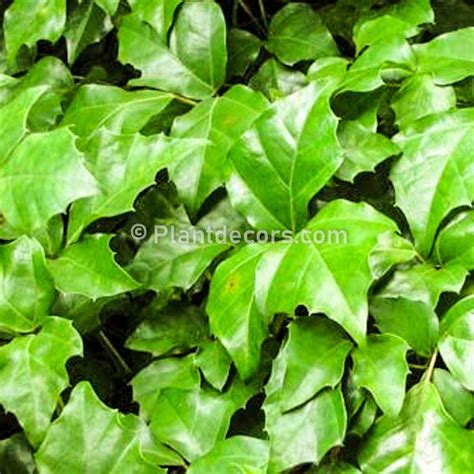 41 Best Indoor Plants In India - PlantDecors Blog in 2020 | Indoor plants, Best indoor plants ...