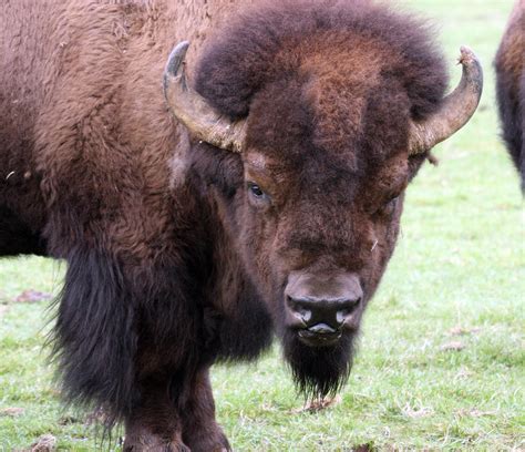 American Bison Buffalo 0001 Photograph By S And S Photo