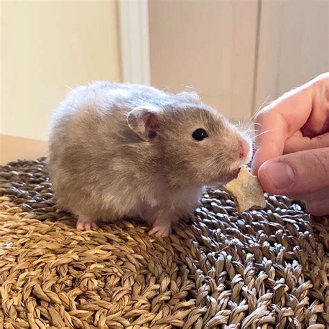 Peanut Butter Hamster Treats Pet Treats Hamster Food Syrian Etsy
