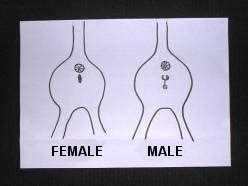 Female kittens are often perceived as being more independent and aloof than the males. Delivery