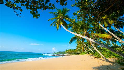 Arugambay Exoctic Beaches Sri Lanka Sandy Beaches Blue Waters Palm