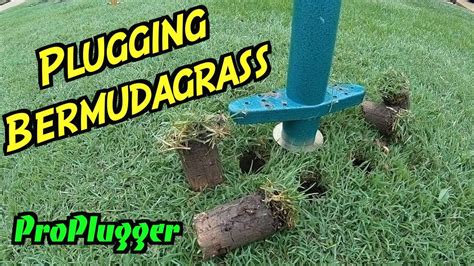 Latitude 36® Bermudagrass Grass Plugs Ubicaciondepersonascdmxgobmx