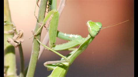 Giant Green Insect While On Location In Cyprus One Of The
