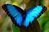Tutti i colori della natura in queste bellissime foto di farfalle ...