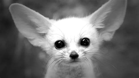 the cunning fennec fox