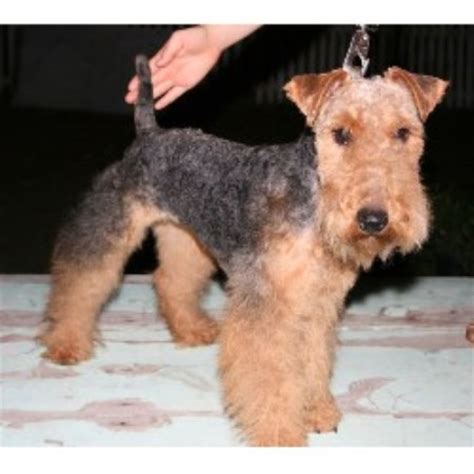 Frequent handling by strangers and mixing with other. Sawyerfarm, Welsh Terrier Breeder in Turlock, California