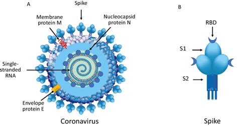 Cell Membrane Structure Of Covid 19 Functions Functions And Diagram