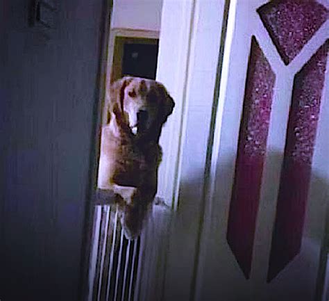 The Reason This Dog Watched His Owner Sleep Every Night Is Absolutely