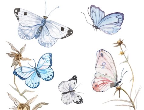 Watercolor Butterfly Images Free Vectors Stock Photos And Psd