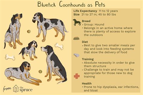 Bluetick Coonhound Dog Breed Characteristics And Care