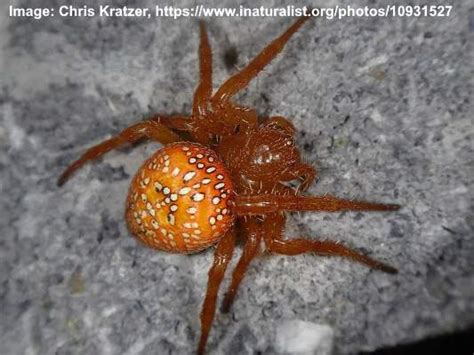 Types Of Orange Spiders With Pictures Identification Guide 2022