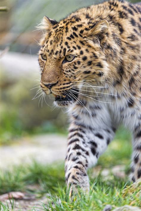 Walking Amur Leopard One Of The Amur Leopards Walking In T Flickr