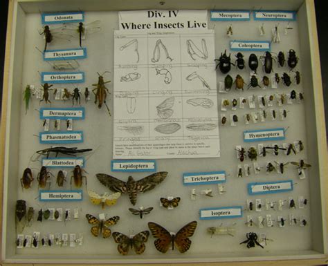 Florida 4 H Bug Club Collection Contest Division Descriptions