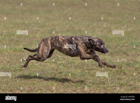 Lurcher Running Stock Photo 17144425 Alamy
