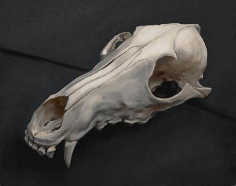 Coyote Skull By Gnev On Deviantart