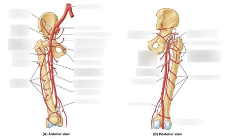 Gluteal And Thigh Vasculature Diagram Quizlet